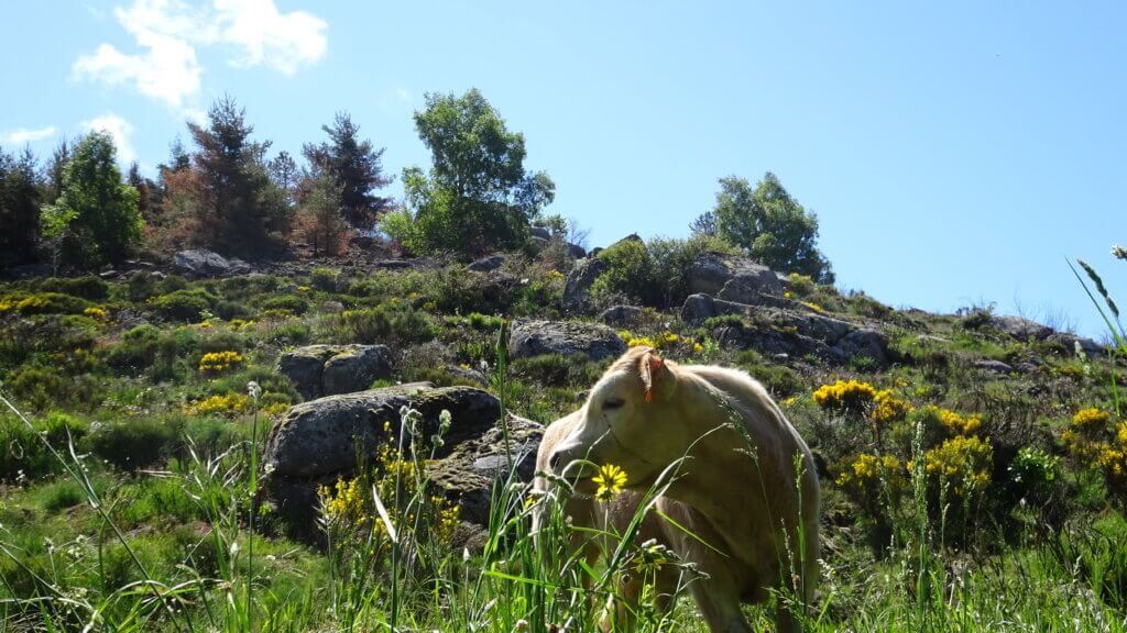 Veau dans un pré en Margeride, élevé à la ferme dans un environnement naturel.